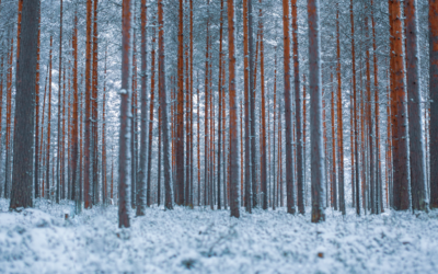 2020, l’Hiver du Monde